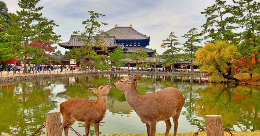 Nara Deer Park Travel Tips Attractions And Stay Guide