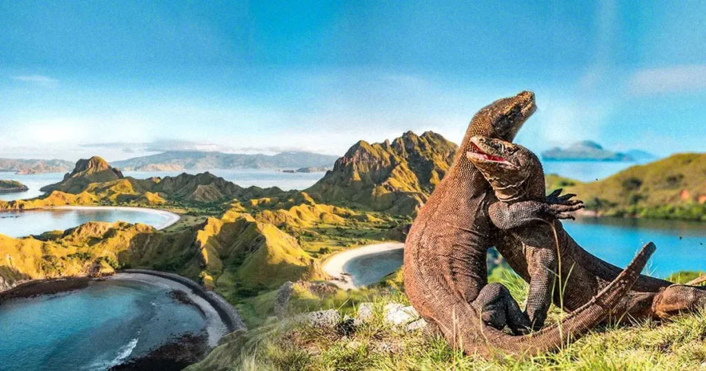 Komodo Island Ultimate Travel Guide and Top Things to Do