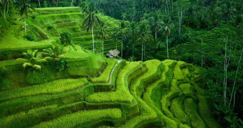Tegalalang Rice Terrace Ultimate Bali Guide