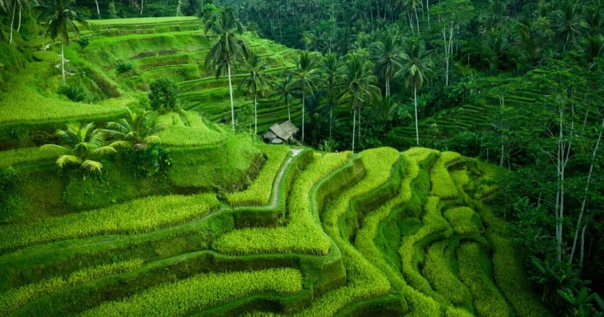 Tegalalang Rice Terrace Ultimate Bali Guide