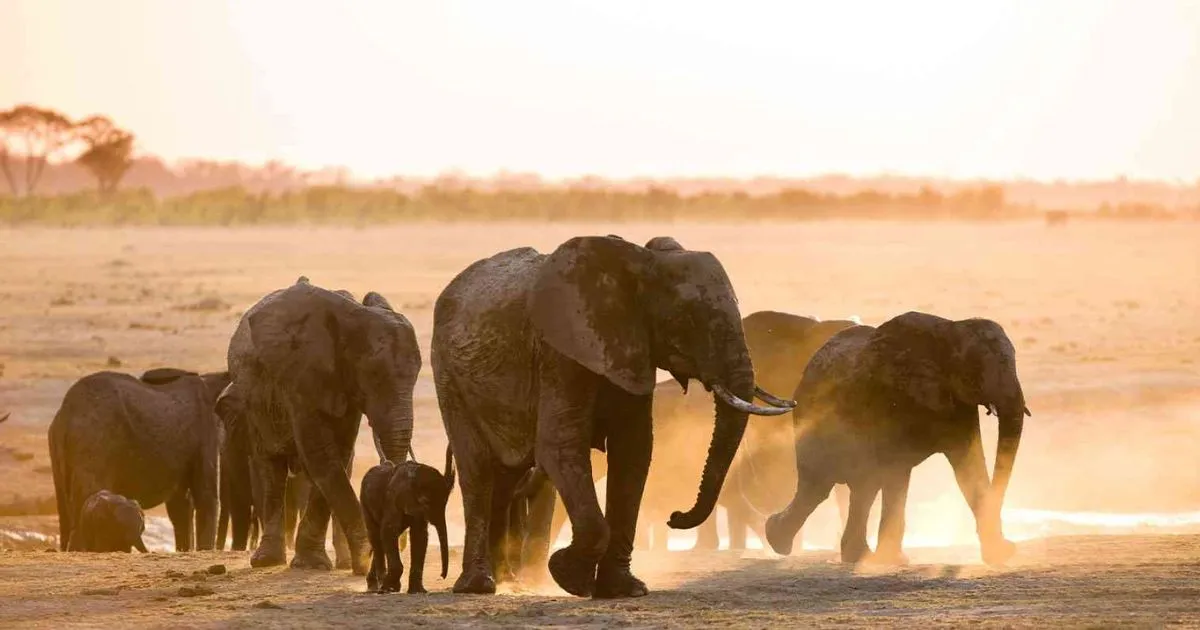 Zimbabwe Tourism Top Attractions Culture and Safari