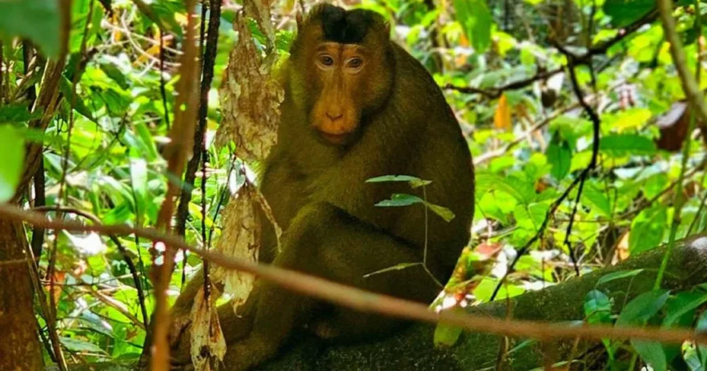 Bukit Lawang Nature And Wildlife